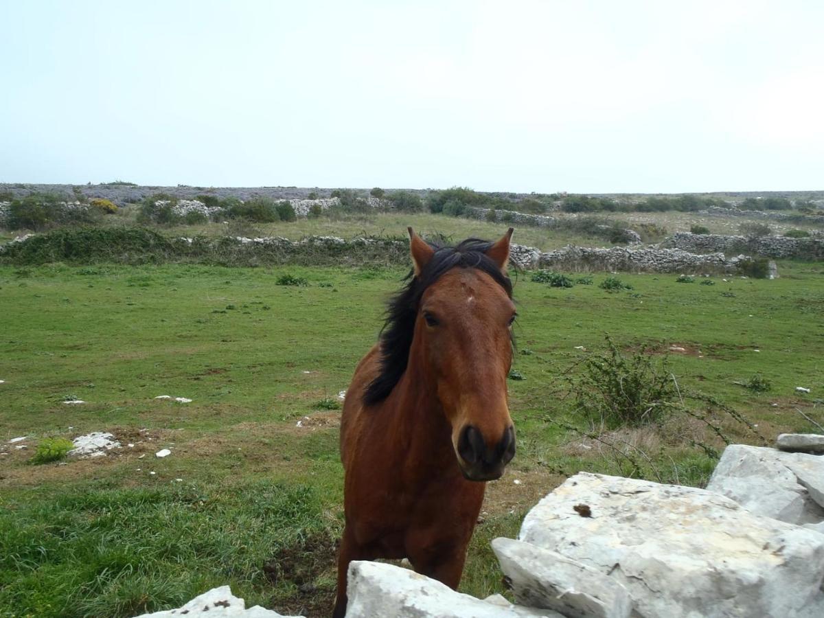 A Casa Da Serra - Alojamento Local Casal Velho Екстериор снимка